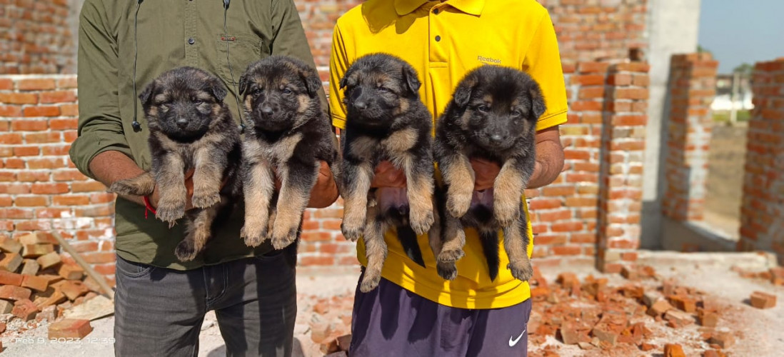 German shepherd
