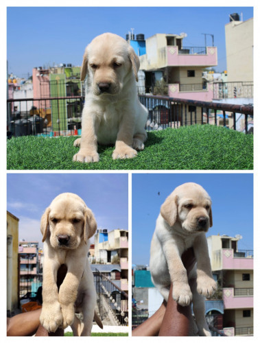 Lab
