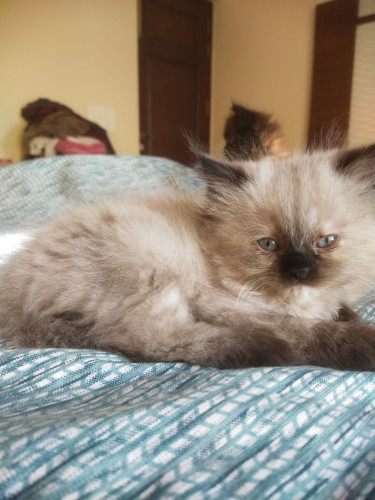 Kittens for sale