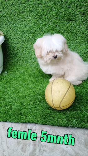 Maltese Puppies For Sale Delhi 9654249090