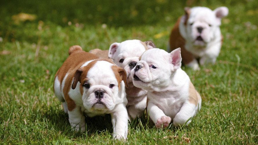 French Bulldog 9047773374