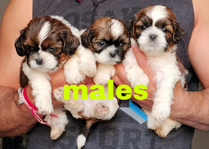 ShihTzu Pups Beautiful For Sale Delhi 9654249090