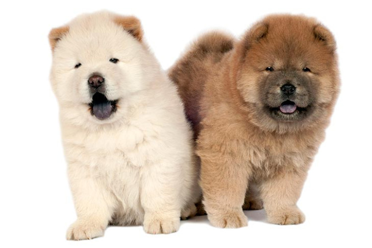 Chow Chow