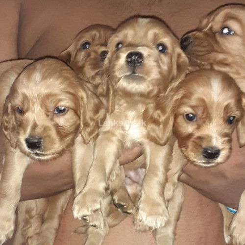 Cocker spaniel