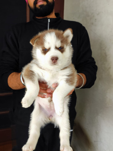 Husky