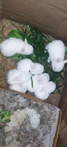 RABBITS