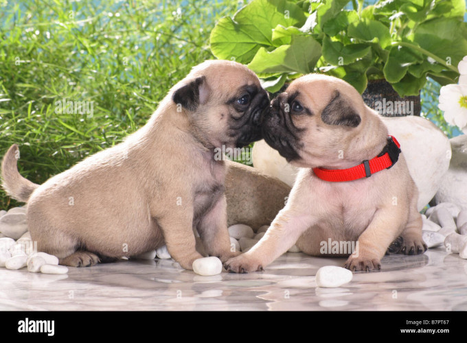 Pug