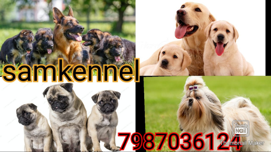 LABRADOR PUPPIES FOR SALE IN RATLAM 7987036124