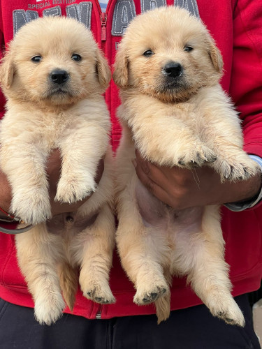 Golden retriever