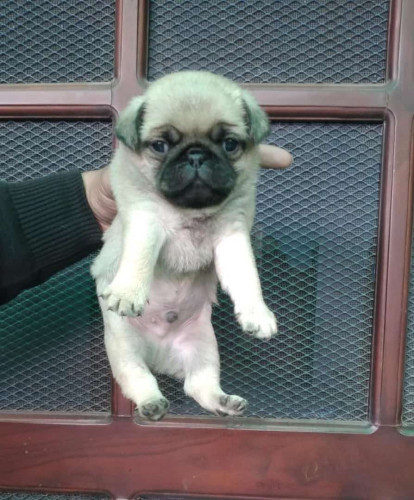 Pug
