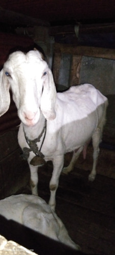 Malabari