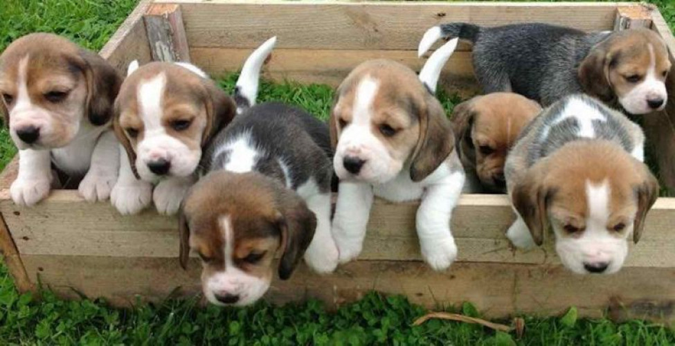 Beagle