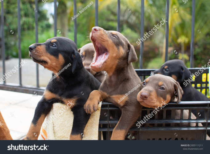 Doberman