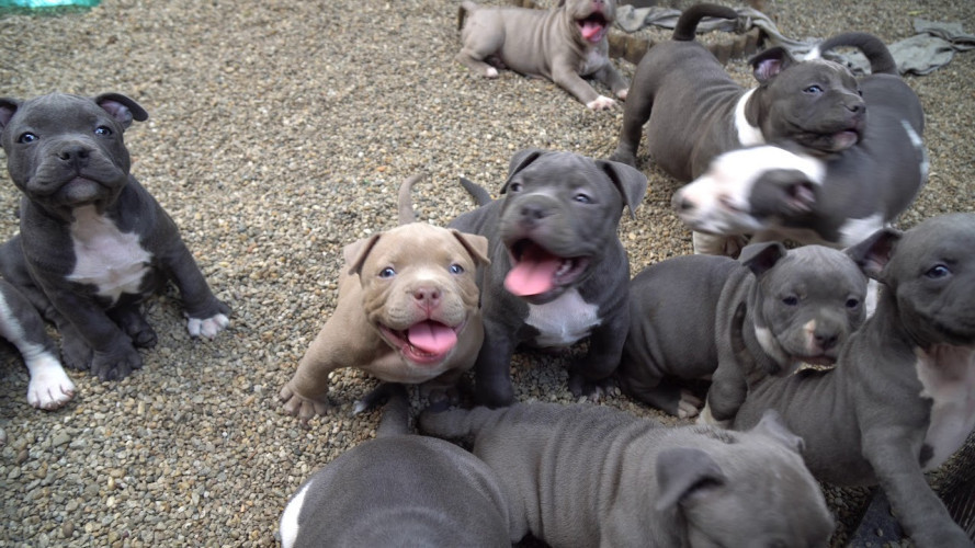 American Bully