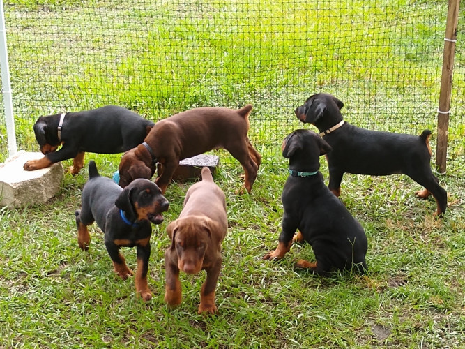 Doberman