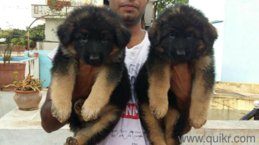 German shepherd