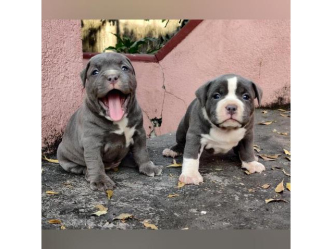 Pitbull