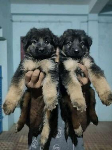 German shepherd