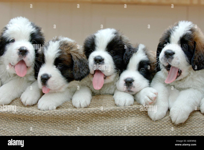 Saint Bernard