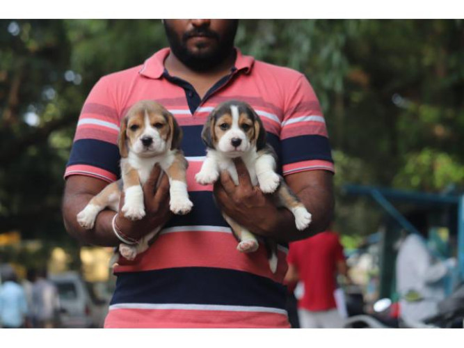 Beagle