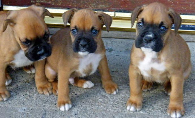 Boxer