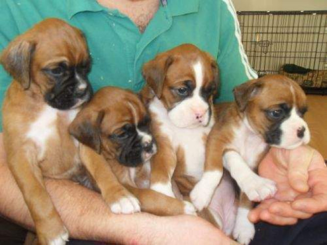 Boxer