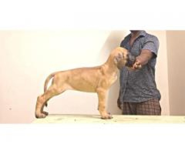 Great dane