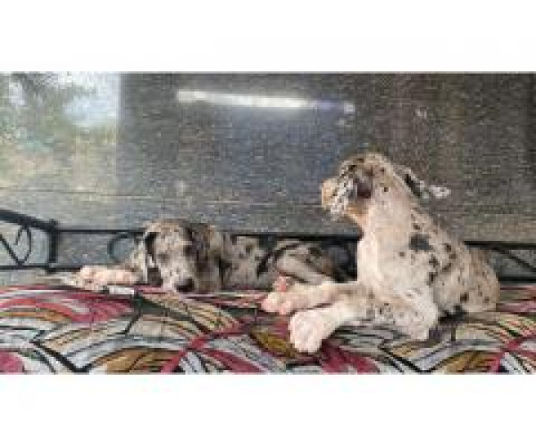 Great dane
