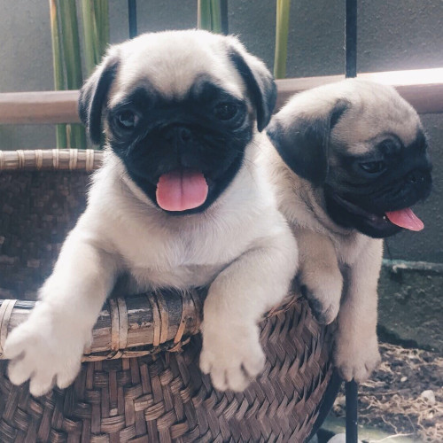 Pug