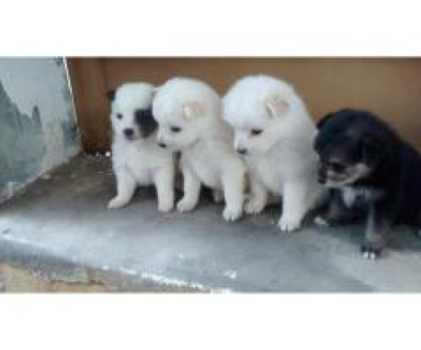 Pomerian