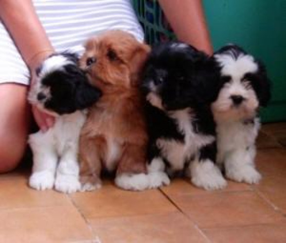 Lhasa apso