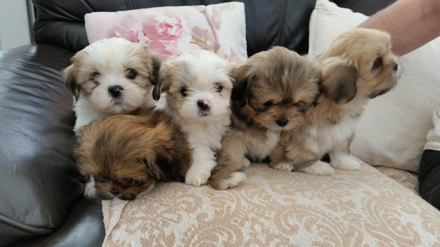 Lhasa apso