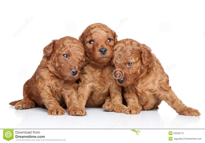 Poodle