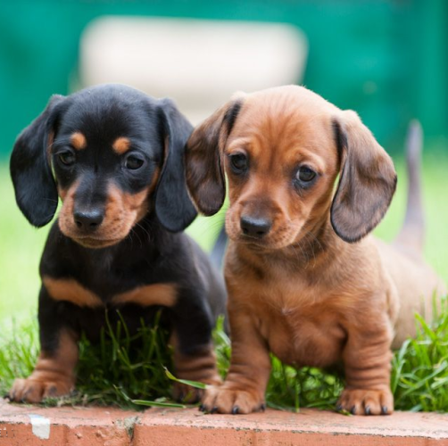 Dashund