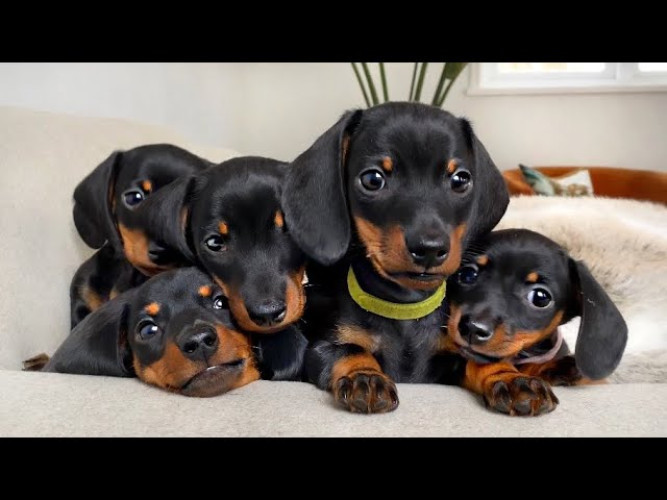 Dashund