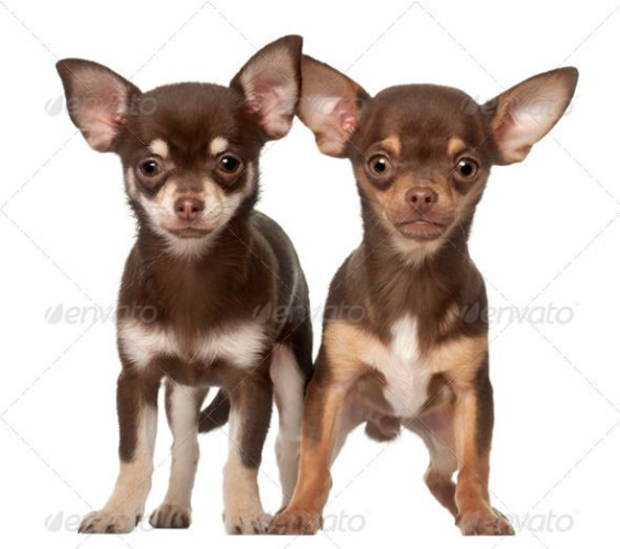 Chihuahua