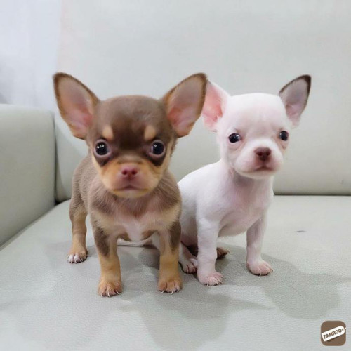 Chihuahua
