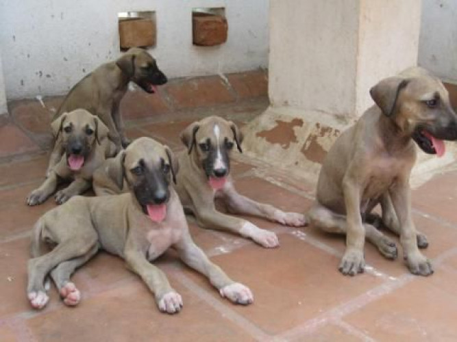 Kanni