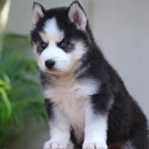 SIBERIAN HUSKY BLUE EYES TOP QUALITY PUPPIES IN CHENNAI -8825694373