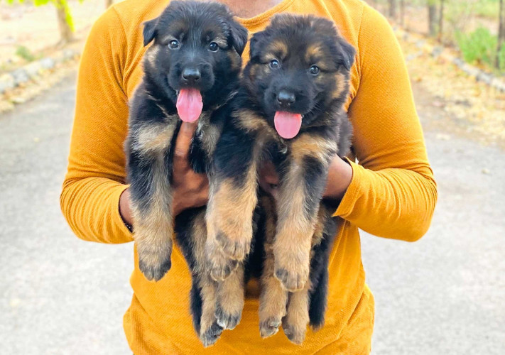 German shepherd