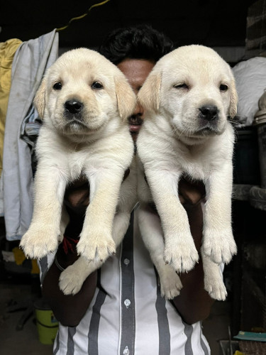 Lab