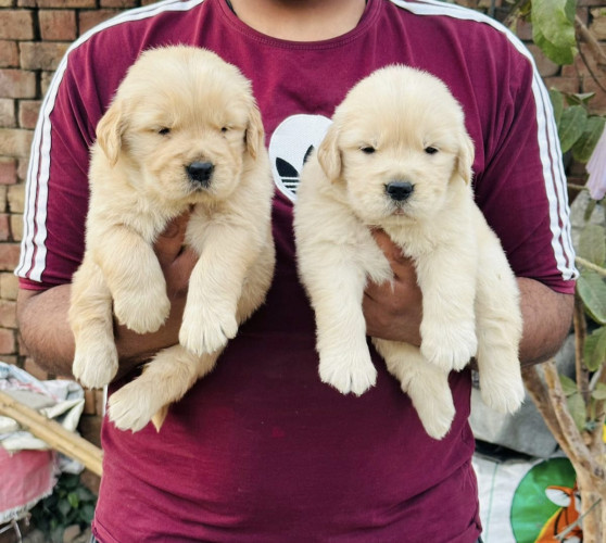 Golden retriever