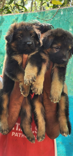 German shepherd