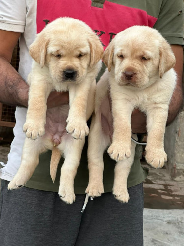 Lab