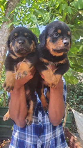 Rottweiler