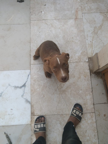 American xxl bully