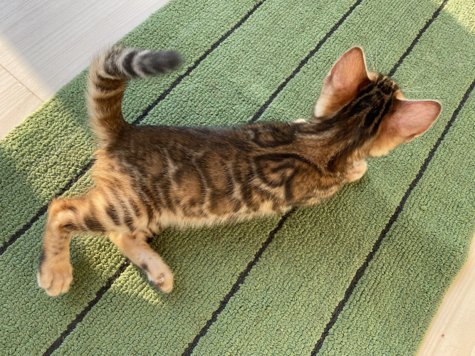 Bengal cat