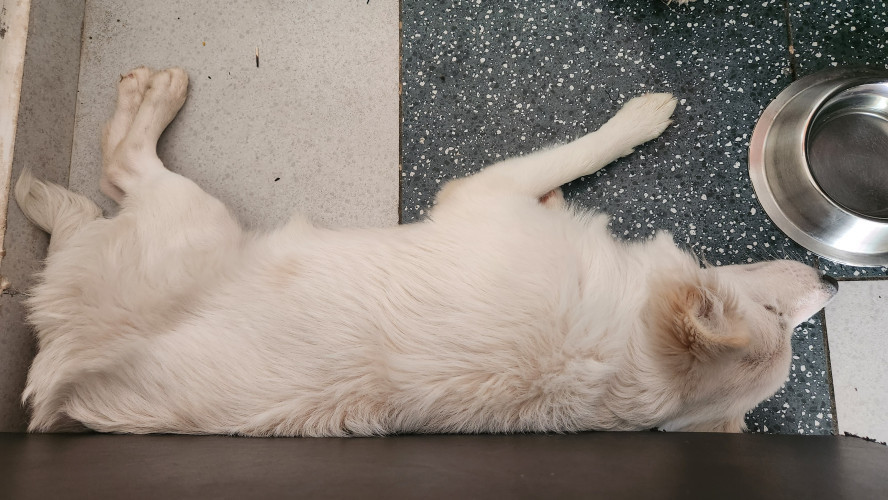 Pomelion dog