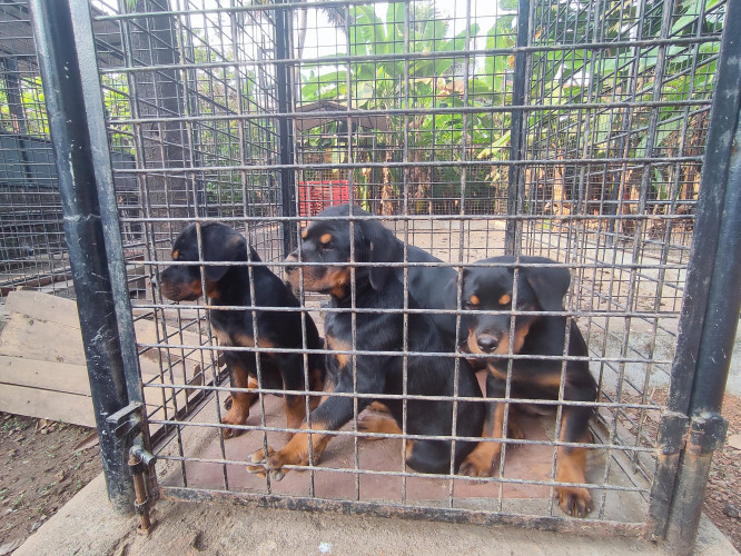 Rottweiler Puppies