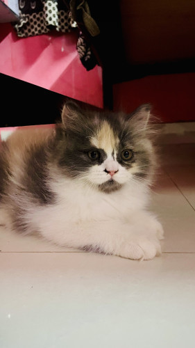 Persian Cat